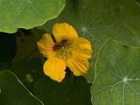 Tropaeolum majus 2, Oost-Indische kers, Saxifraga-Willem van Kruijsbergen
