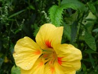 Tropaeolum majus 3, Oost-Indische kers, Saxifraga-Rutger Barendse