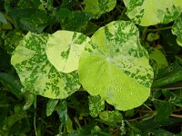 Tropaeolum majus 4, Oost-Indische kers, Saxifraga-Rutger Barendse