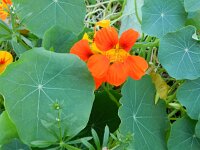 Tropaeolum majus 5, Oost-Indische kers, Saxifraga-Rutger Barendse