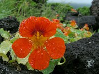 Tropaeolum majus 6, Oost-Indische kers, Saxifraga-Ed Stikvoort