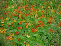 Tropaeolum majus 7, Oost-Indische kers, Saxifraga-Ed Stikvoort