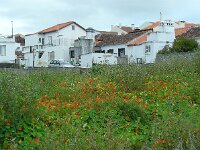 Tropaeolum majus 8, Oost-Indische kers, Saxifraga-Ed Stikvoort