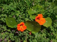 Tropaeolum majus 9, Oost-Indische kers, Saxifraga-Ed Stikvoort