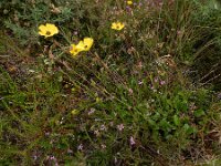Tuberaria globulariifolia 5, Saxifraga-Ed Stikvoort : Cee - Finisterre A900