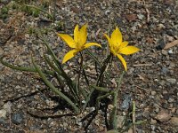 Tulipa australis 2, Saxifraga-Harry Jans