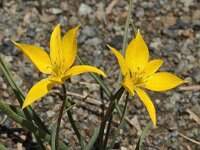 Tulipa australis 3, Saxifraga-Harry Jans