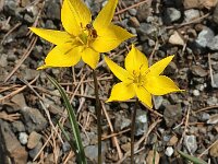 Tulipa australis 4, Saxifraga-Harry Jans