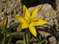 Tulipa celsiana 2, Saxifraga-Willem van Kruijsbergen