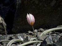 Tulipa cretica 1, Saxifraga-Willem van Kruijsbergen