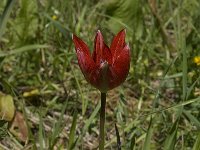 Tulipa doerfleri 1, Saxifraga-Willem van Kruijsbergen