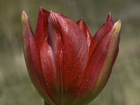 Tulipa doerfleri 10, Saxifraga-Willem van Kruijsbergen