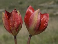 Tulipa doerfleri 13, Saxifraga-Willem van Kruijsbergen