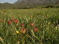 Tulipa doerfleri 15, Saxifraga-Willem van Kruijsbergen