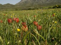 Tulipa doerfleri 16, Saxifraga-Willem van Kruijsbergen
