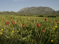 Tulipa doerfleri 17, Saxifraga-Willem van Kruijsbergen