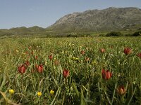 Tulipa doerfleri 18, Saxifraga-Willem van Kruijsbergen
