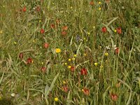 Tulipa doerfleri 20, Saxifraga-Willem van Kruijsbergen
