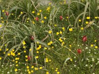 Tulipa doerfleri 25, Saxifraga-Willem van Kruijsbergen