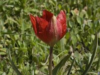 Tulipa doerfleri 6, Saxifraga-Willem van Kruijsbergen