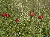 Tulipa hageri 1, Saxifraga-Jan van der Straaten