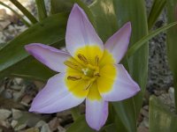 Tulipa saxatilis 1, Saxifraga-Willem van Kruijsbergen
