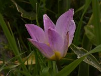 Tulipa saxatilis 10, Saxifraga-Harry Jans