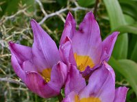 Tulipa saxatilis 12, Saxifraga-Harry Jans