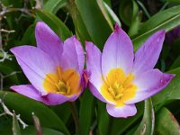 Tulipa saxatilis 13, Saxifraga-Harry Jans