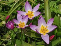 Tulipa saxatilis 14, Saxifraga-Harry Jans
