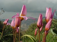 Tulipa saxatilis 5, Saxifraga-Ed Stikvoort