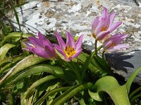 Tulipa saxatilis 6, Saxifraga-Ed Stikvoort