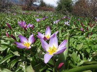 Tulipa saxatilis 9, Saxifraga-Harry Jans