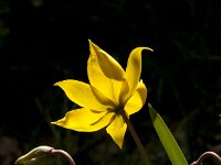 Tulipa sylvestris 66, Bostulp, Saxifraga-Jan van der Straaten