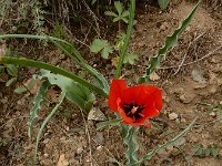 Tulipa systola 3, Saxifraga-Ed Stikvoort : Kapan - Mehgri s9900