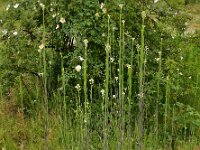 Turritis glabra 10, Torenkruid, Saxifraga-Ed Stikvoort
