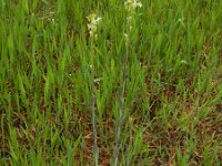 Turritis glabra 11, Torenkruid, Saxifraga-Ed Stikvoort