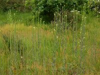 Turritis glabra 12, Torenkruid, Saxifraga-Ed Stikvoort