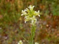 Turritis glabra 13, Torenkruid, Saxifraga-Ed Stikvoort