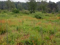Turritis glabra 2, Torenkruid, Saxifraga-Ed Stikvoort