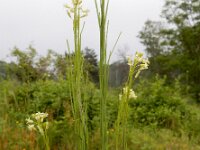 Turritis glabra 3, Torenkruid, Saxifraga-Ed Stikvoort