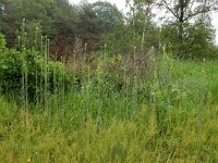 Turritis glabra 4, Torenkruid, Saxifraga-Ed Stikvoort