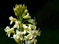 Turritis glabra 5, Torenkruid, Saxifraga-Ed Stikvoort