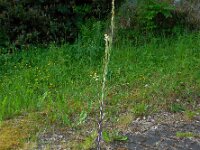 Turritis glabra 6, Torenkruid, Saxifraga-Ed Stikvoort