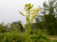 Turritis glabra 7, Torenkruid, Saxifraga-Ed Stikvoort