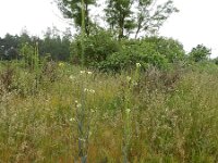 Turritis glabra 8, Torenkruid, Saxifraga-Ed Stikvoort