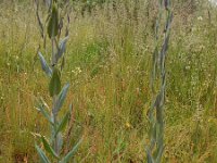 Turritis glabra 9, Torenkruid, Saxifraga-Ed Stikvoort