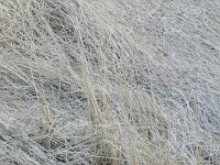 Typha domingensis 2, Saxifraga-Rutger Barendse