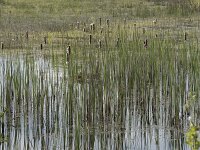 Typha latifolia 43, Grote lisdodde, Saxifraga-Willem van Kruijsbergen