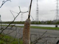 Typha laxmannii 10, Saxifraga-Rutger Barendse